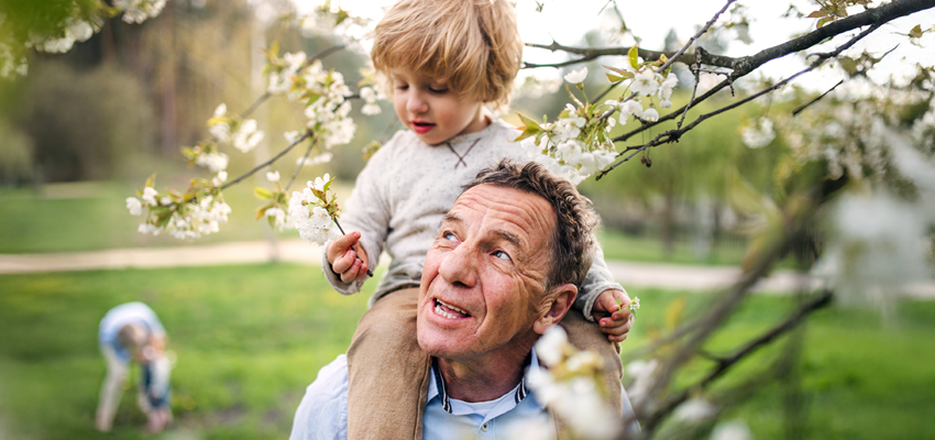 A man carries a young child on his shoulders while they explore white blossoms on a tree in a sunny outdoor setting